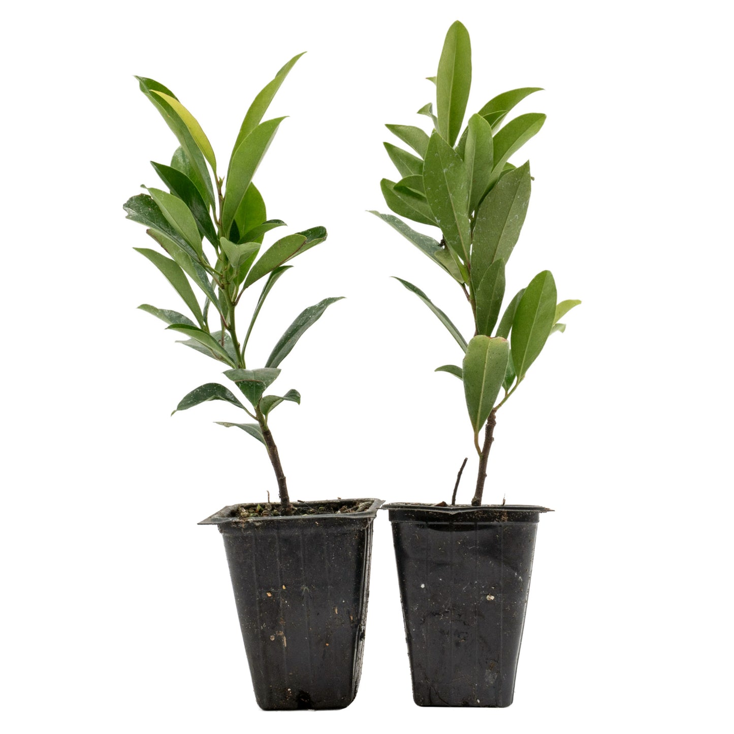 Dwarf Carolina Cherry Laurel in 3.5” Nursery Cubes (Prunus caroliniana ‘Compacta’)