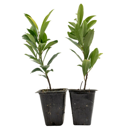 Dwarf Carolina Cherry Laurel in 3.5” Nursery Cubes (Prunus caroliniana ‘Compacta’)