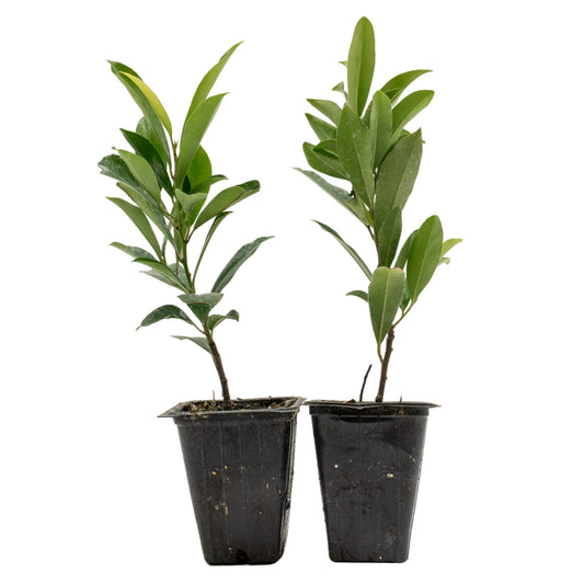 Dwarf Carolina Cherry Laurel in 3.5” Nursery Cubes (Prunus caroliniana ‘Compacta’)