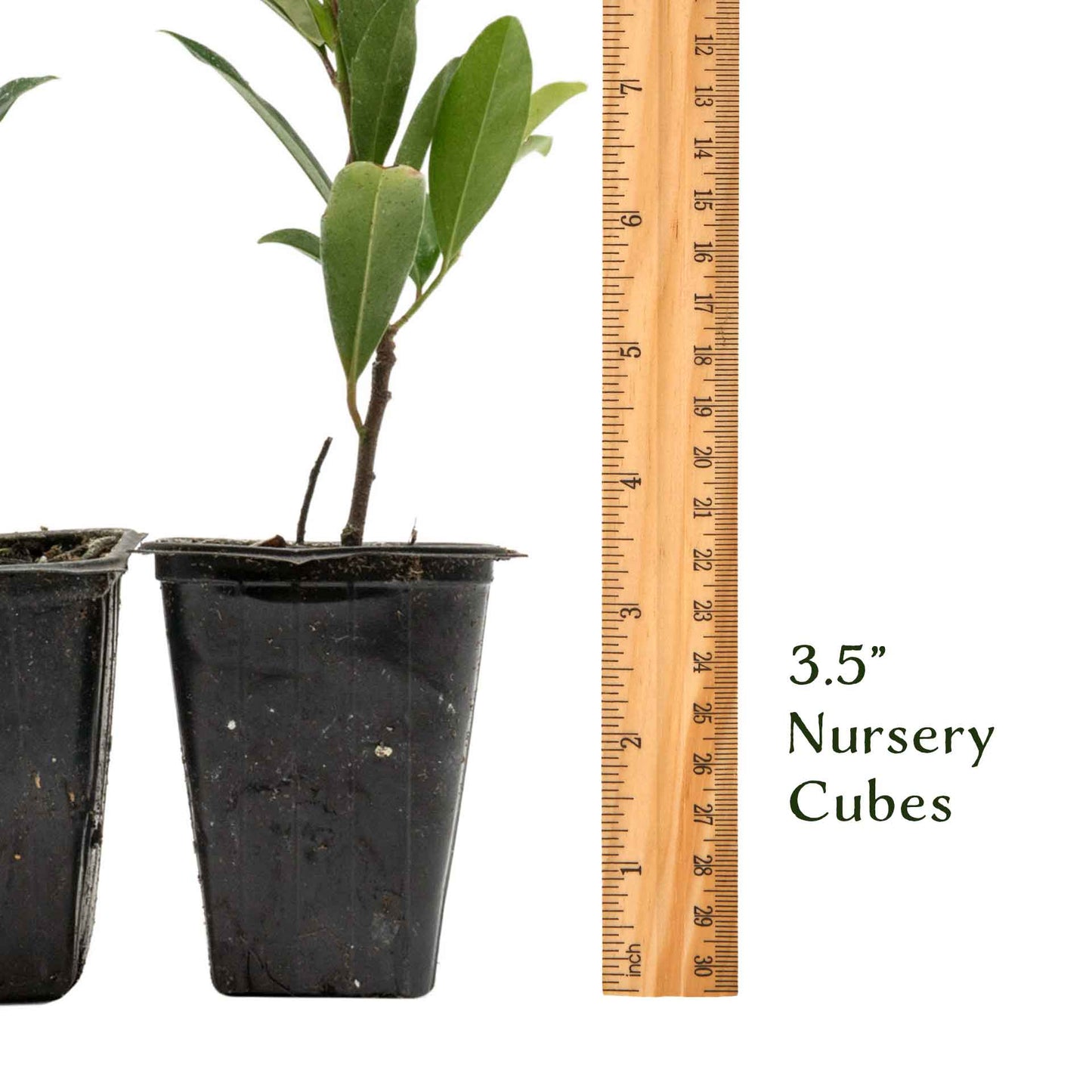 Dwarf Carolina Cherry Laurel in 3.5” Nursery Cubes (Prunus caroliniana ‘Compacta’)