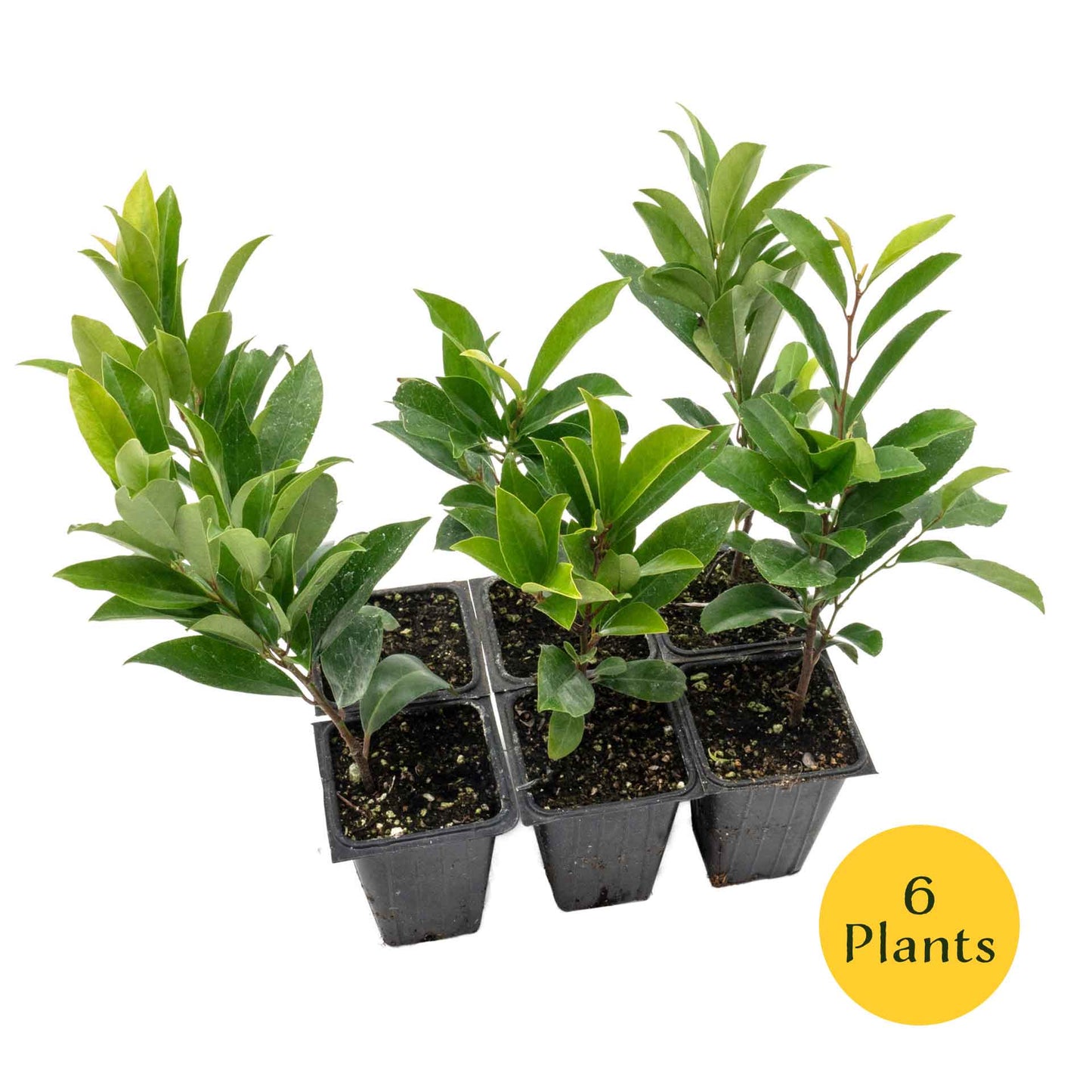 Dwarf Carolina Cherry Laurel in 3.5” Nursery Cubes (Prunus caroliniana ‘Compacta’)