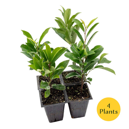 Dwarf Carolina Cherry Laurel in 3.5” Nursery Cubes (Prunus caroliniana ‘Compacta’)