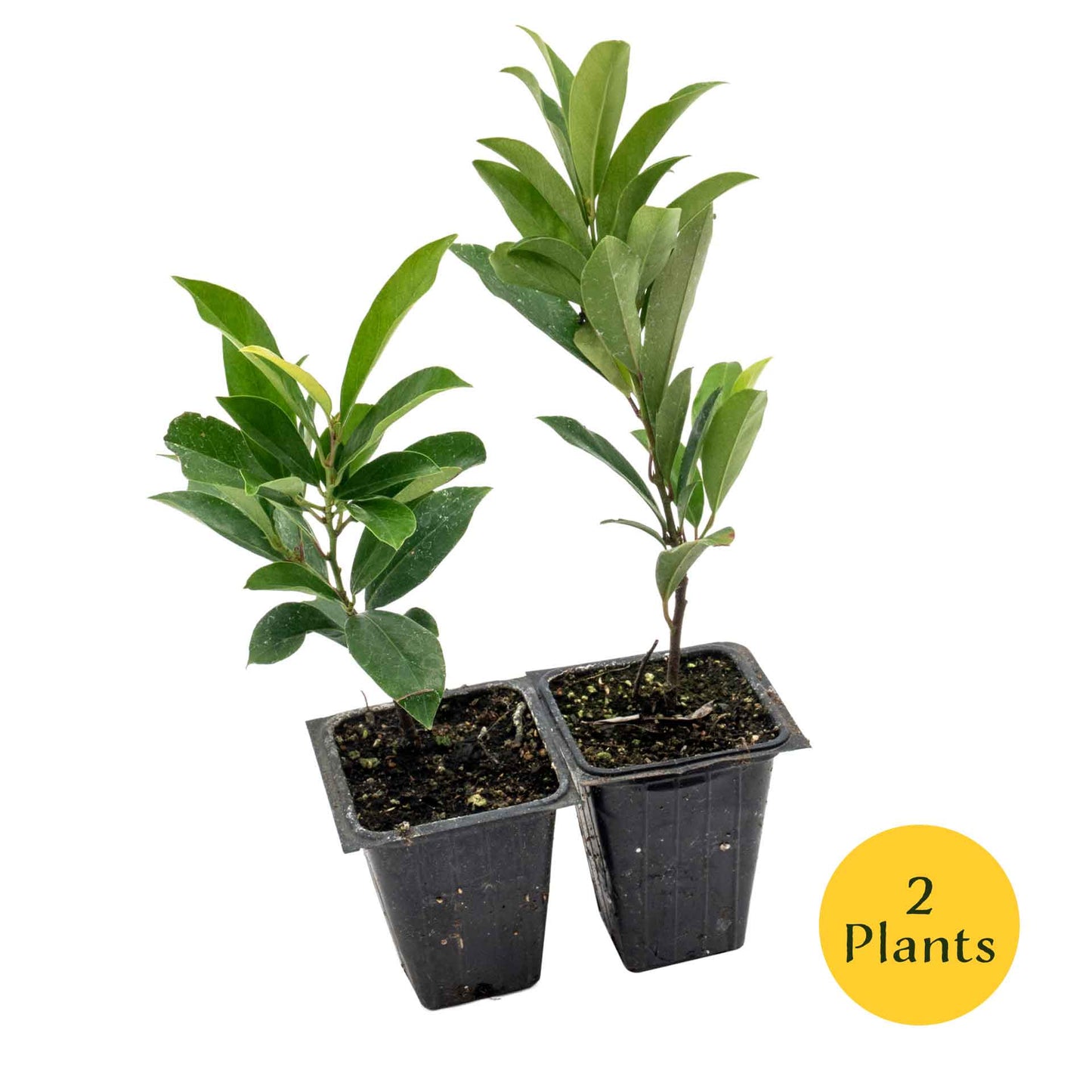 Dwarf Carolina Cherry Laurel in 3.5” Nursery Cubes (Prunus caroliniana ‘Compacta’)