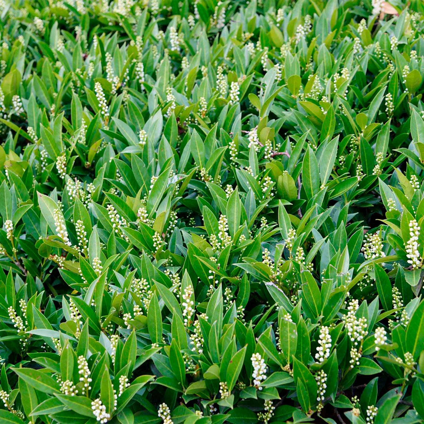 Dwarf Carolina Cherry Laurel in 3.5” Nursery Cubes (Prunus caroliniana ‘Compacta’)