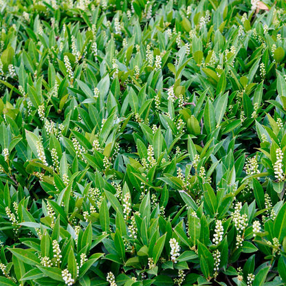 Dwarf Carolina Cherry Laurel in 3.5” Nursery Cubes (Prunus caroliniana ‘Compacta’)