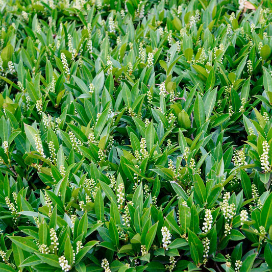 Dwarf Carolina Cherry Laurel in 3.5” Nursery Cubes (Prunus caroliniana ‘Compacta’)