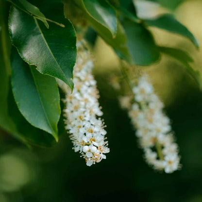 Dwarf Carolina Cherry Laurel in 3.5” Nursery Cubes (Prunus caroliniana ‘Compacta’)