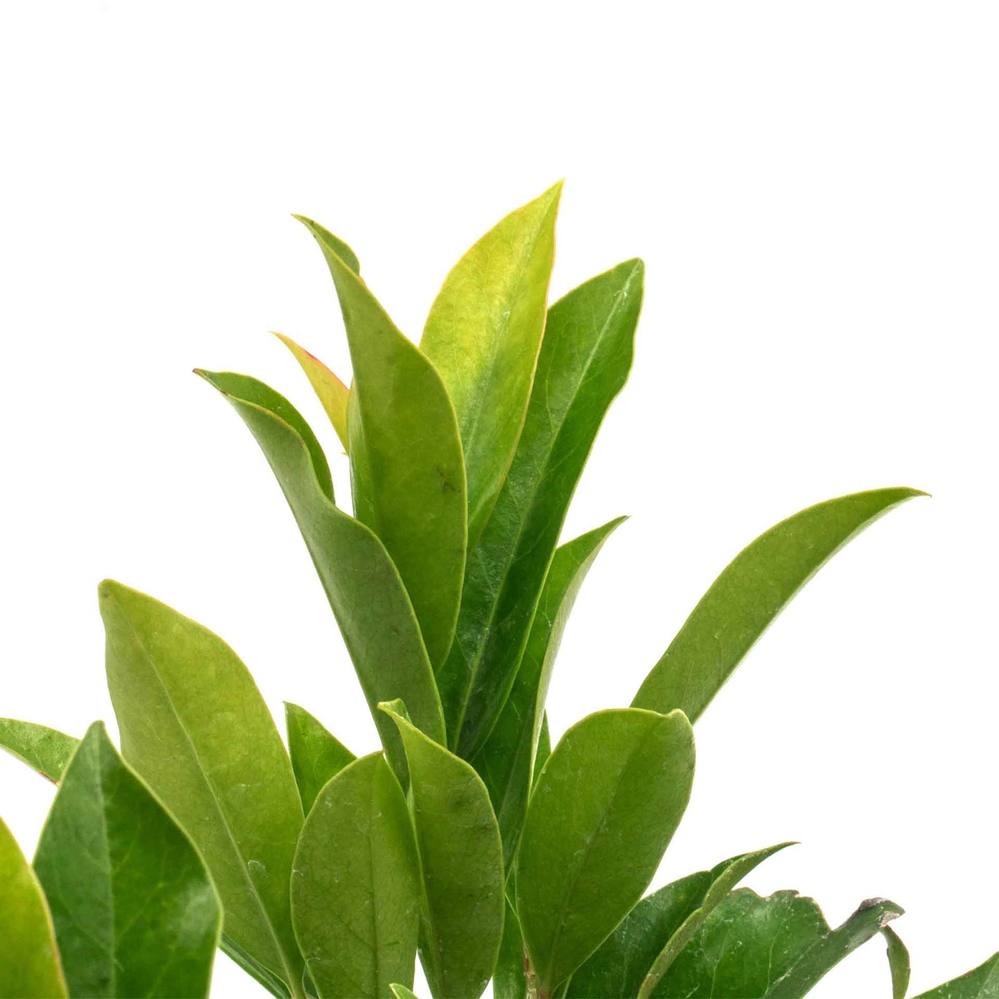 Dwarf Carolina Cherry Laurel in 3.5” Nursery Cubes (Prunus caroliniana ‘Compacta’)