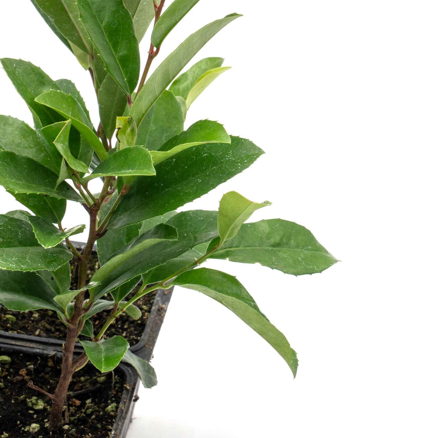 Dwarf Carolina Cherry Laurel in 3.5” Nursery Cubes (Prunus caroliniana ‘Compacta’)