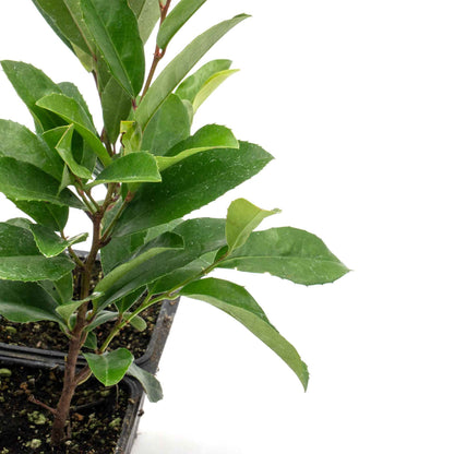 Dwarf Carolina Cherry Laurel in 3.5” Nursery Cubes (Prunus caroliniana ‘Compacta’)