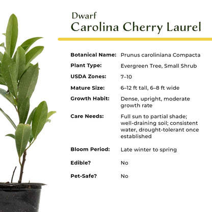 Dwarf Carolina Cherry Laurel in 3.5” Nursery Cubes (Prunus caroliniana ‘Compacta’)
