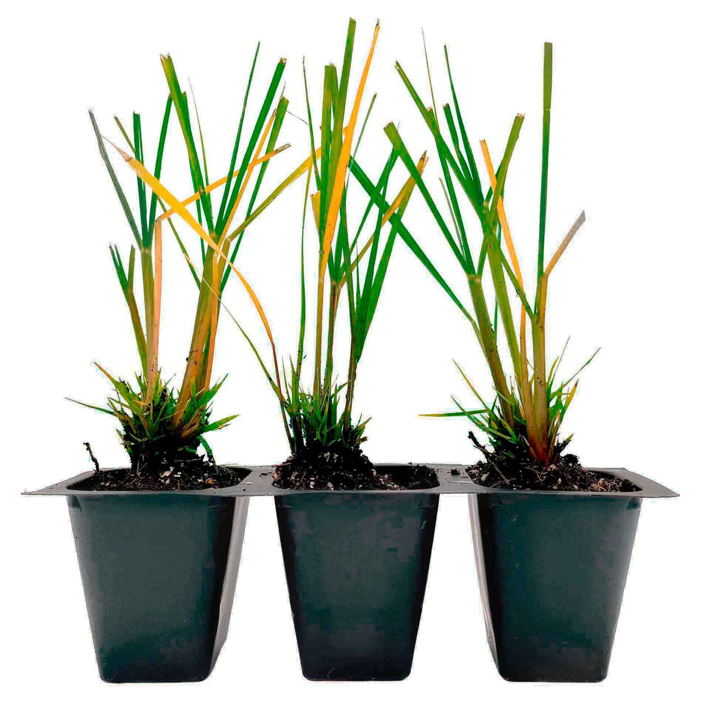 Dwarf Fountain Grass (Pennisetum alopecuroides ‘Hameln’) in 2.5" Nursery Cubes