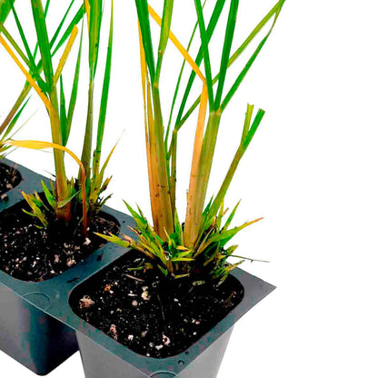 Dwarf Fountain Grass (Pennisetum alopecuroides ‘Hameln’) in 2.5" Nursery Cubes