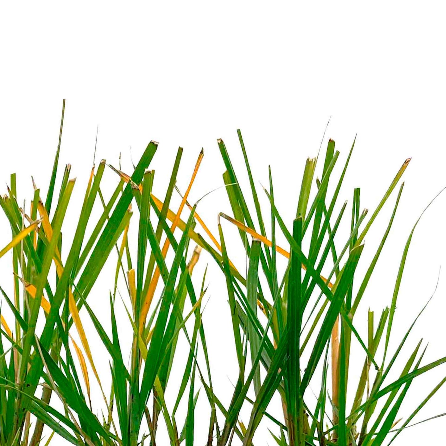 Dwarf Fountain Grass (Pennisetum alopecuroides ‘Hameln’) in 2.5" Nursery Cubes