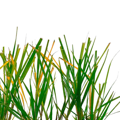 Dwarf Fountain Grass (Pennisetum alopecuroides ‘Hameln’) in 2.5" Nursery Cubes