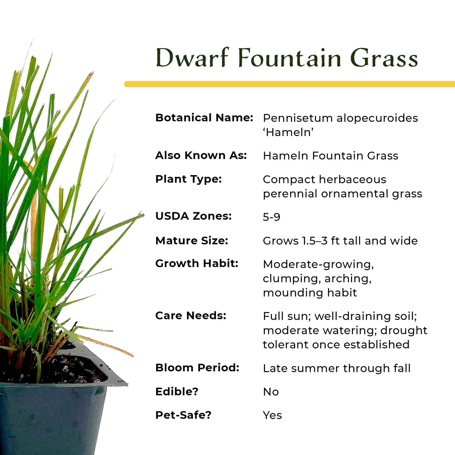 Dwarf Fountain Grass (Pennisetum alopecuroides ‘Hameln’) in 2.5" Nursery Cubes
