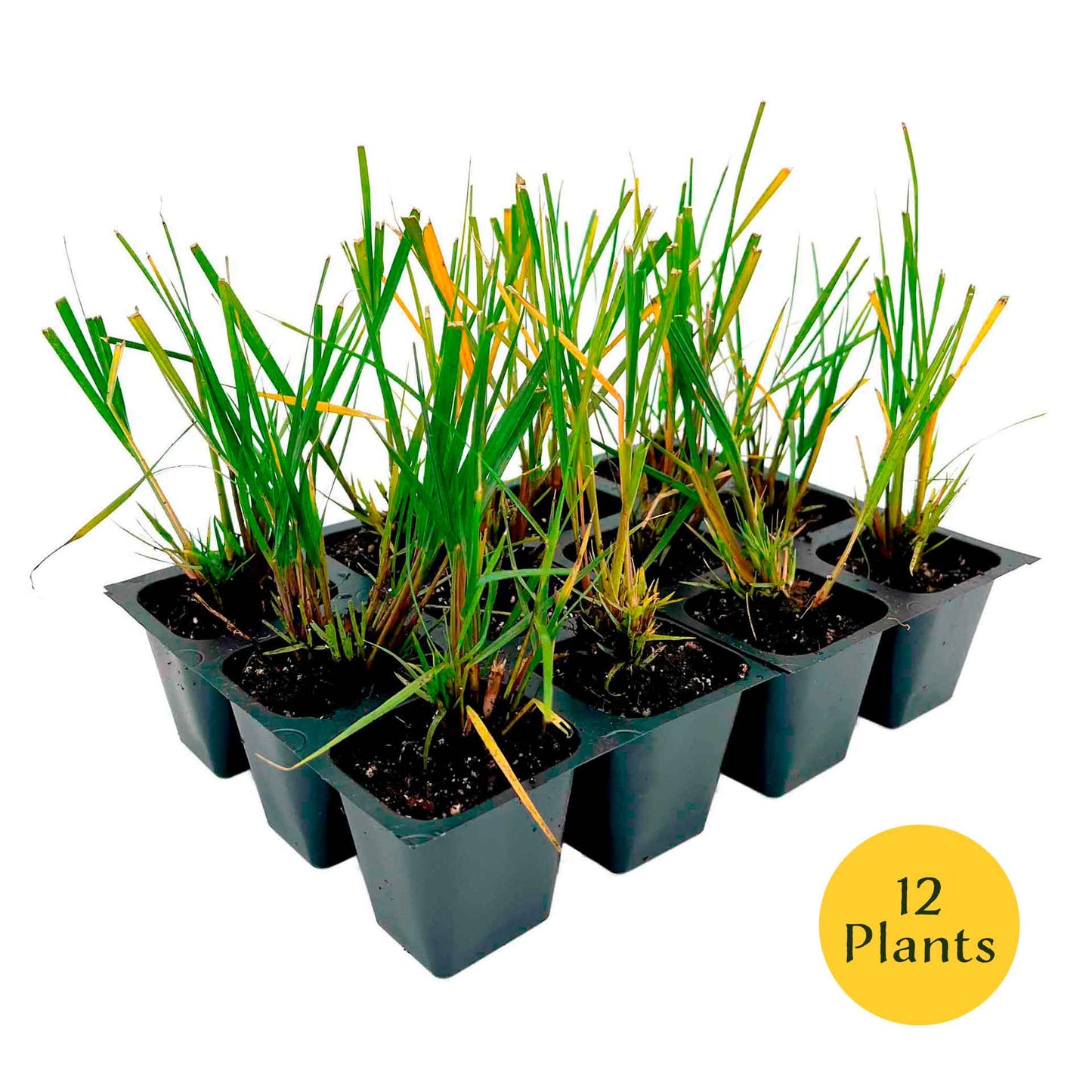 Dwarf Fountain Grass (Pennisetum alopecuroides ‘Hameln’) in 2.5" Nursery Cubes
