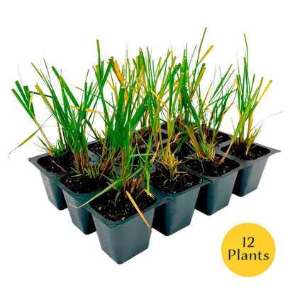Dwarf Fountain Grass (Pennisetum alopecuroides ‘Hameln’) in 2.5" Nursery Cubes