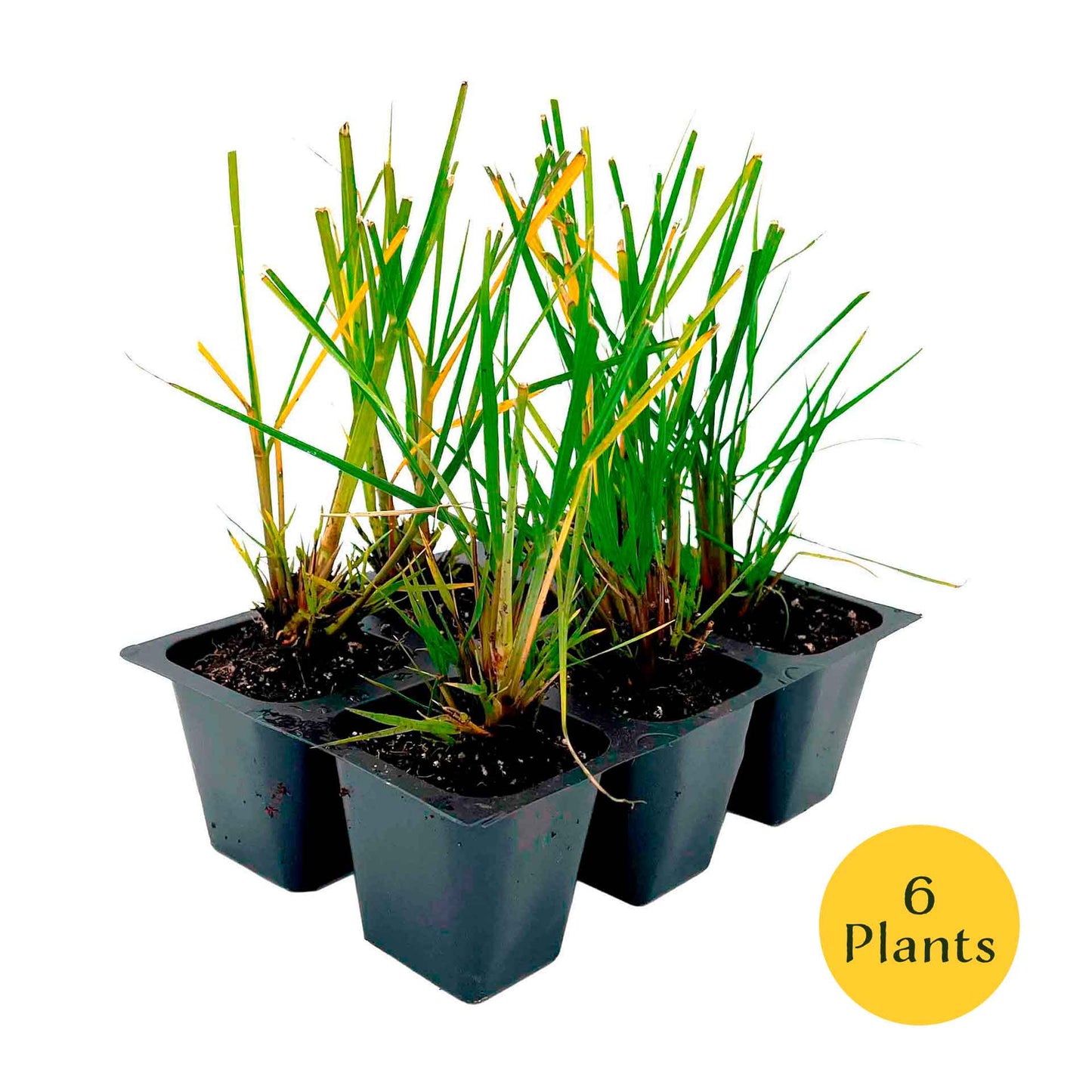 Dwarf Fountain Grass (Pennisetum alopecuroides ‘Hameln’) in 2.5" Nursery Cubes