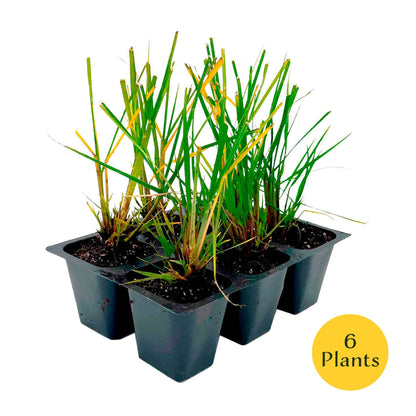 Dwarf Fountain Grass (Pennisetum alopecuroides ‘Hameln’) in 2.5" Nursery Cubes