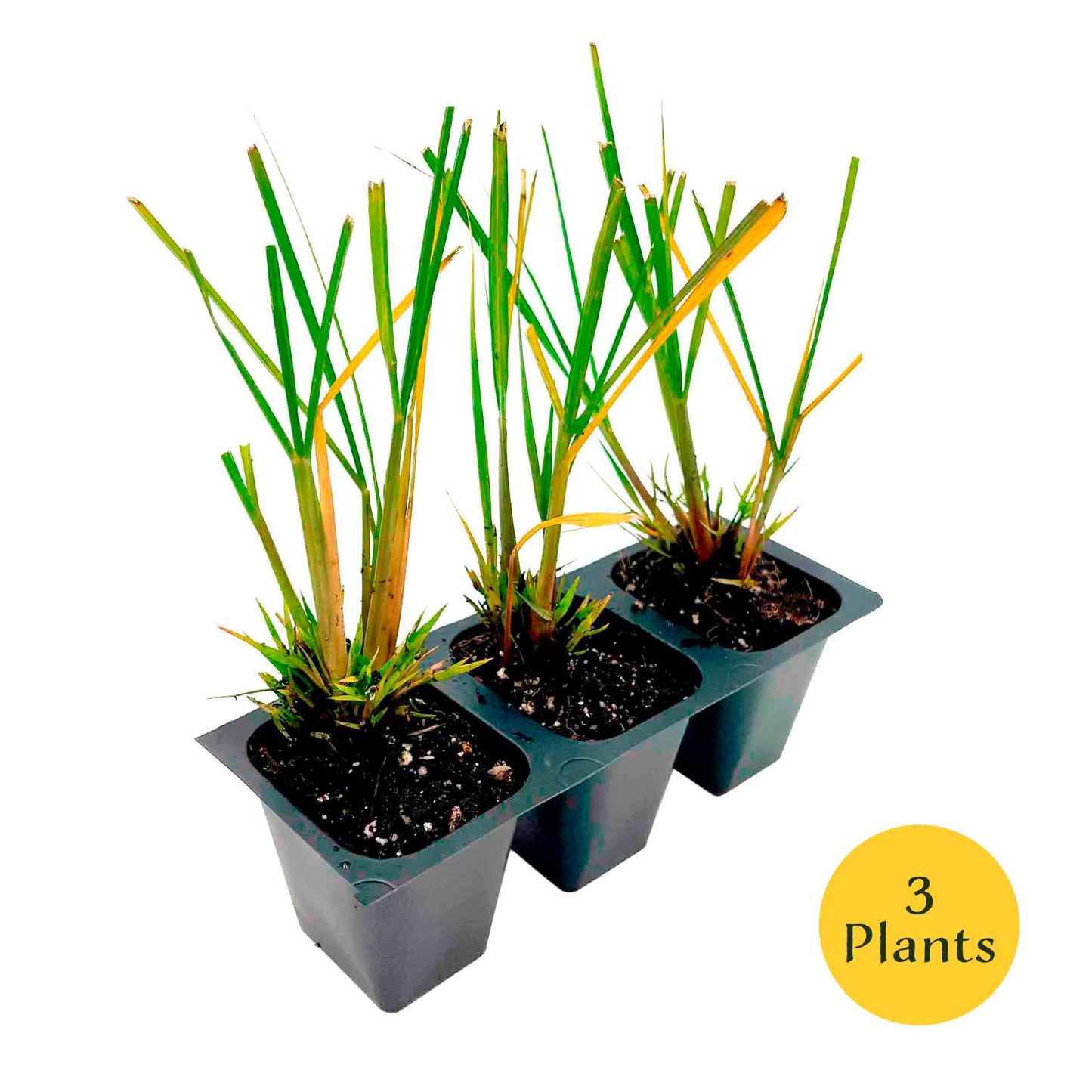 Dwarf Fountain Grass (Pennisetum alopecuroides ‘Hameln’) in 2.5" Nursery Cubes
