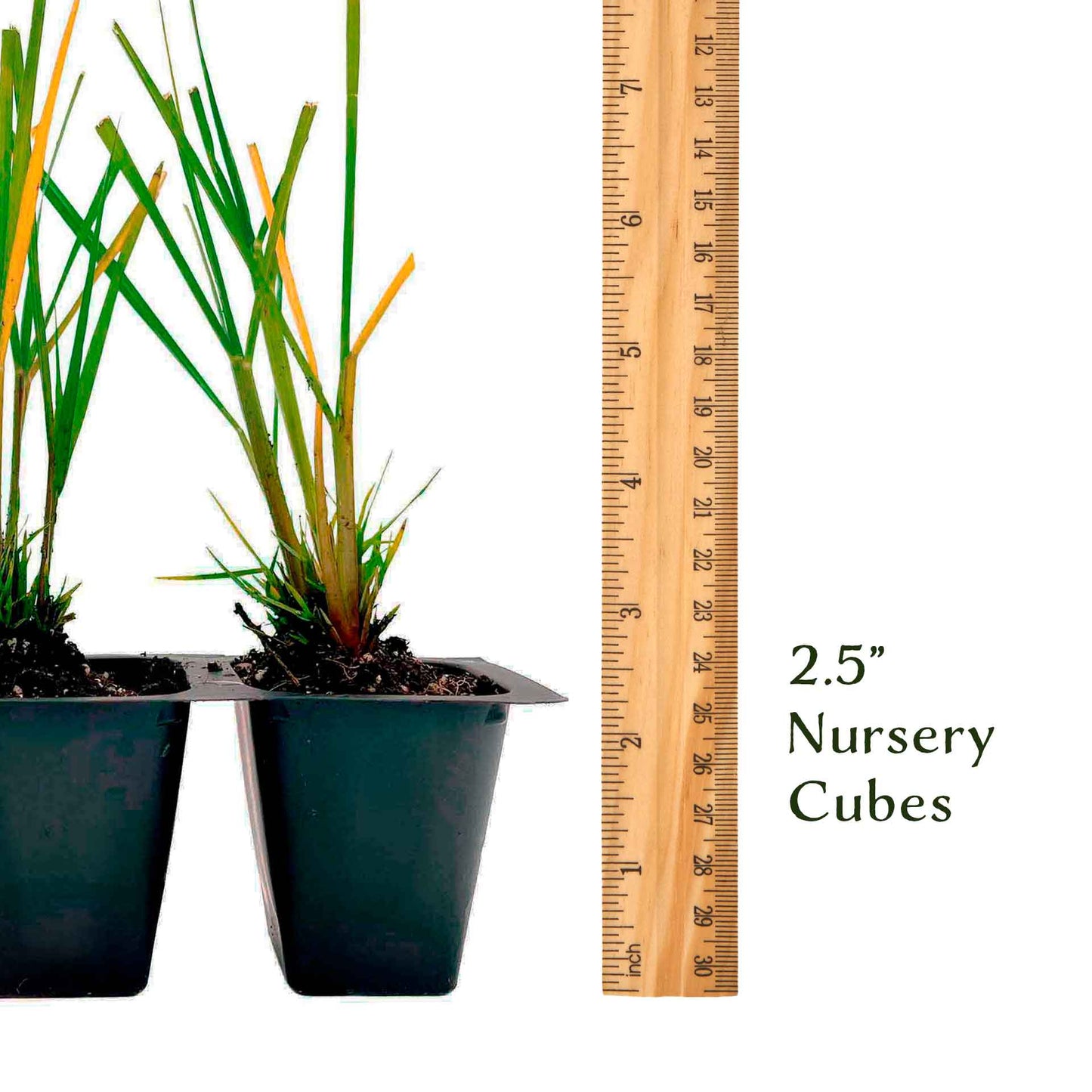 Dwarf Fountain Grass (Pennisetum alopecuroides ‘Hameln’) in 2.5" Nursery Cubes