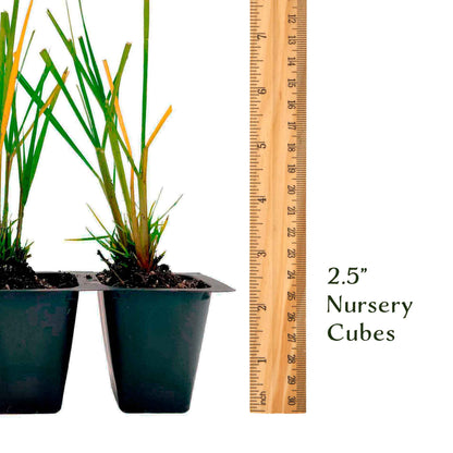 Dwarf Fountain Grass (Pennisetum alopecuroides ‘Hameln’) in 2.5" Nursery Cubes
