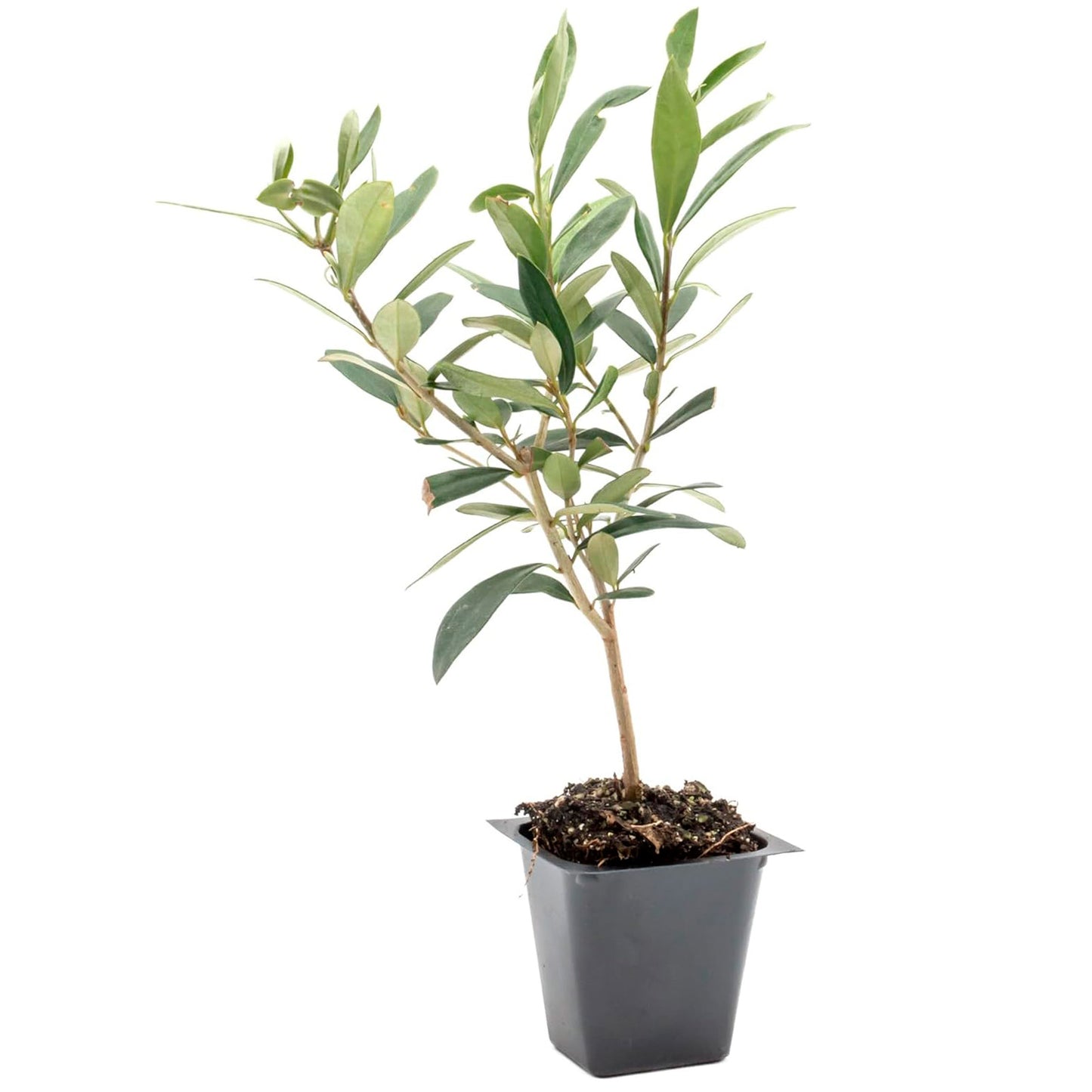 Dwarf Fruitless Olive Tree | Live Sapling in 2.5 Inch Nursery Cube | Olea europaea 'Little Ollie'