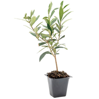 Dwarf Fruitless Olive Tree | Live Sapling in 2.5 Inch Nursery Cube | Olea europaea 'Little Ollie'