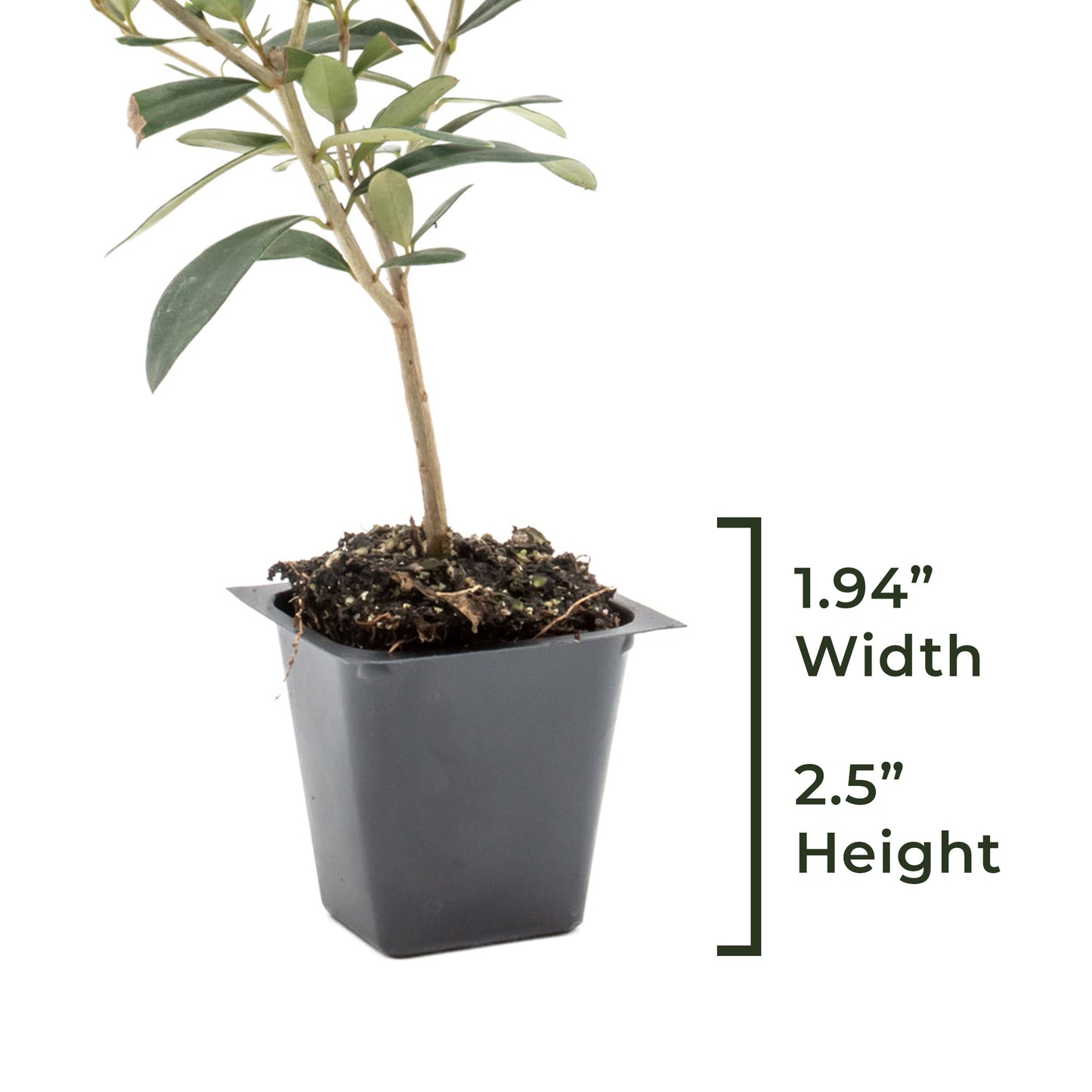 Dwarf Fruitless Olive Tree | Live Sapling in 2.5 Inch Nursery Cube | Olea europaea 'Little Ollie'