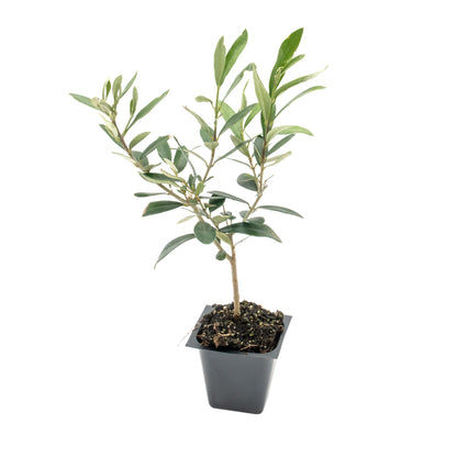 Dwarf Fruitless Olive Tree | Live Sapling in 2.5 Inch Nursery Cube | Olea europaea 'Little Ollie'