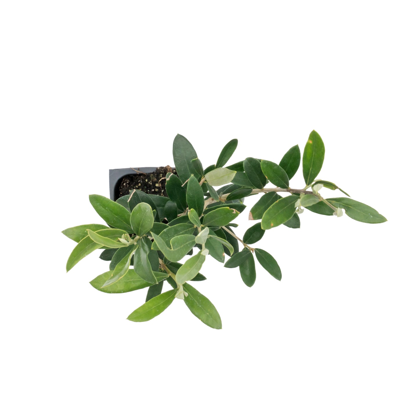 Dwarf Fruitless Olive Tree | Live Sapling in 2.5 Inch Nursery Cube | Olea europaea 'Little Ollie'