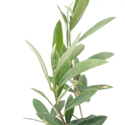 Dwarf Fruitless Olive Tree | Live Sapling in 2.5 Inch Nursery Cube | Olea europaea 'Little Ollie'