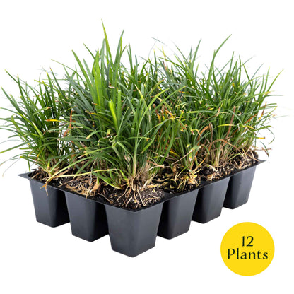 3 Dwarf Mondo Grass, Live Plants in 2.5" Cubes (Ophiopogon japonicus 'Nanus') Ornamental Dwarf Evergreen Groundcover with Clumping Habit