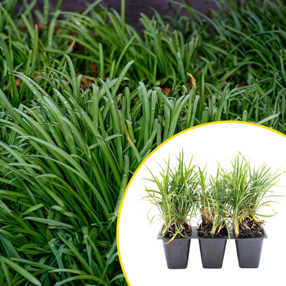 3 Dwarf Mondo Grass, Live Plants in 2.5" Cubes (Ophiopogon japonicus 'Nanus') Ornamental Dwarf Evergreen Groundcover with Clumping Habit