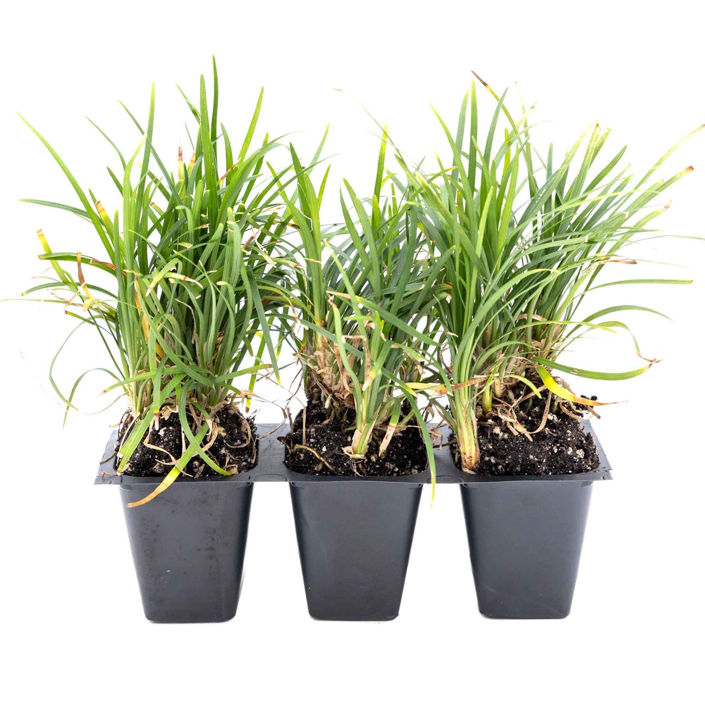 3 Dwarf Mondo Grass, Live Plants in 2.5" Cubes (Ophiopogon japonicus 'Nanus') Ornamental Dwarf Evergreen Groundcover with Clumping Habit