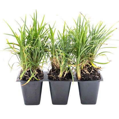 3 Dwarf Mondo Grass, Live Plants in 2.5" Cubes (Ophiopogon japonicus 'Nanus') Ornamental Dwarf Evergreen Groundcover with Clumping Habit