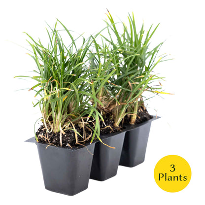 3 Dwarf Mondo Grass, Live Plants in 2.5" Cubes (Ophiopogon japonicus 'Nanus') Ornamental Dwarf Evergreen Groundcover with Clumping Habit