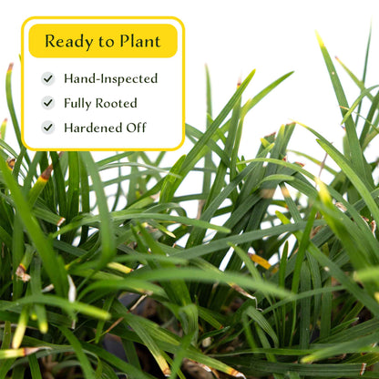 3 Dwarf Mondo Grass, Live Plants in 2.5" Cubes (Ophiopogon japonicus 'Nanus') Ornamental Dwarf Evergreen Groundcover with Clumping Habit