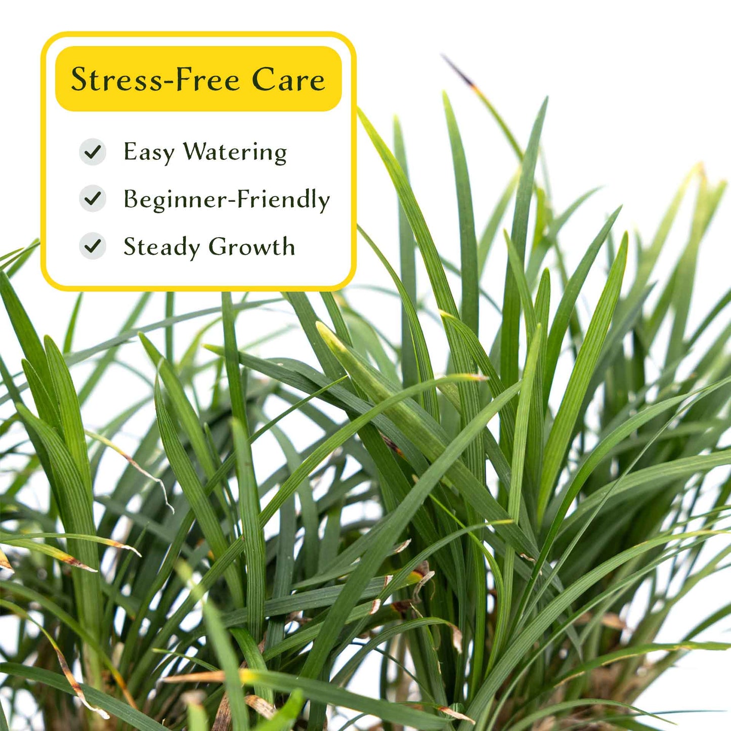 3 Dwarf Mondo Grass, Live Plants in 2.5" Cubes (Ophiopogon japonicus 'Nanus') Ornamental Dwarf Evergreen Groundcover with Clumping Habit