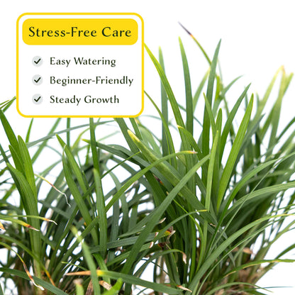 3 Dwarf Mondo Grass, Live Plants in 2.5" Cubes (Ophiopogon japonicus 'Nanus') Ornamental Dwarf Evergreen Groundcover with Clumping Habit