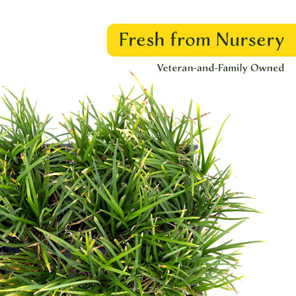 3 Dwarf Mondo Grass, Live Plants in 2.5" Cubes (Ophiopogon japonicus 'Nanus') Ornamental Dwarf Evergreen Groundcover with Clumping Habit