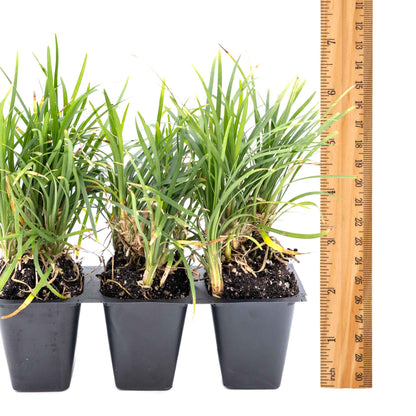 3 Dwarf Mondo Grass, Live Plants in 2.5" Cubes (Ophiopogon japonicus 'Nanus') Ornamental Dwarf Evergreen Groundcover with Clumping Habit