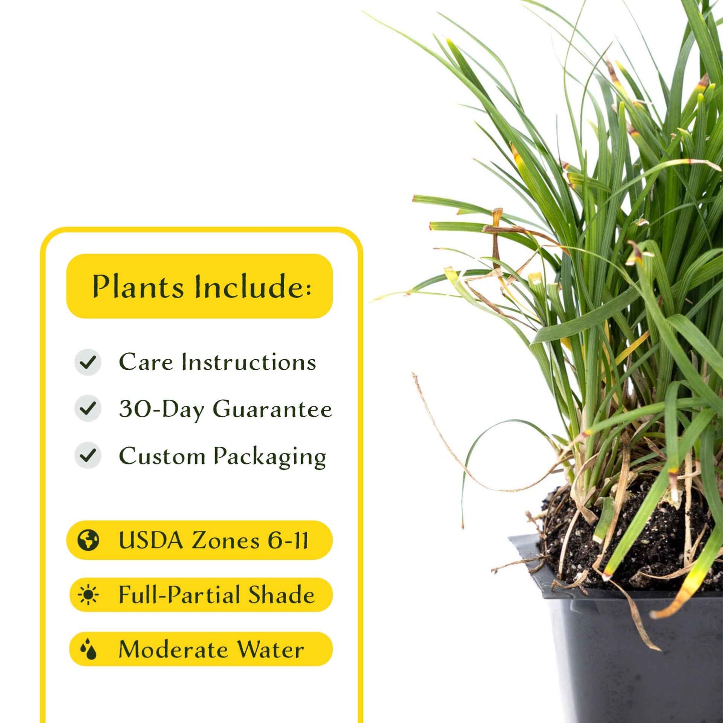 3 Dwarf Mondo Grass, Live Plants in 2.5" Cubes (Ophiopogon japonicus 'Nanus') Ornamental Dwarf Evergreen Groundcover with Clumping Habit
