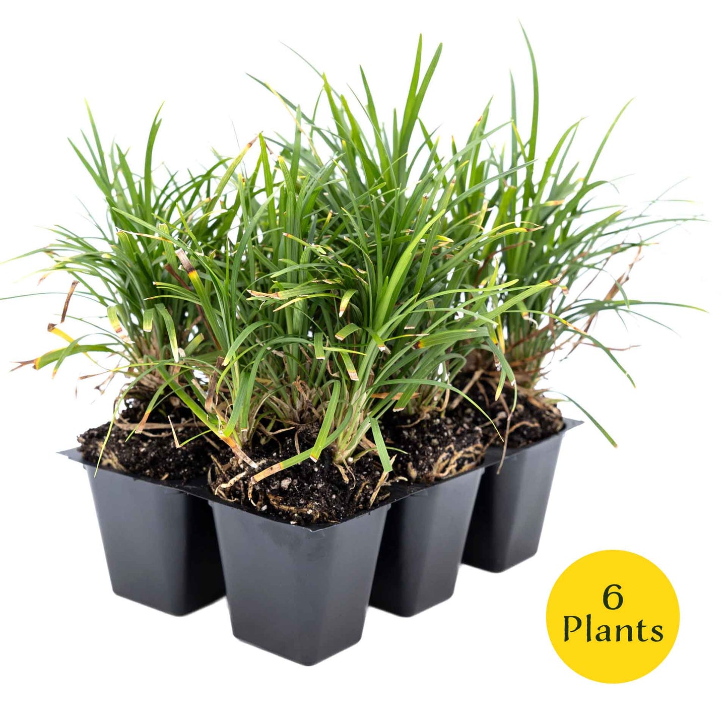 3 Dwarf Mondo Grass, Live Plants in 2.5" Cubes (Ophiopogon japonicus 'Nanus') Ornamental Dwarf Evergreen Groundcover with Clumping Habit