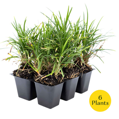 3 Dwarf Mondo Grass, Live Plants in 2.5" Cubes (Ophiopogon japonicus 'Nanus') Ornamental Dwarf Evergreen Groundcover with Clumping Habit