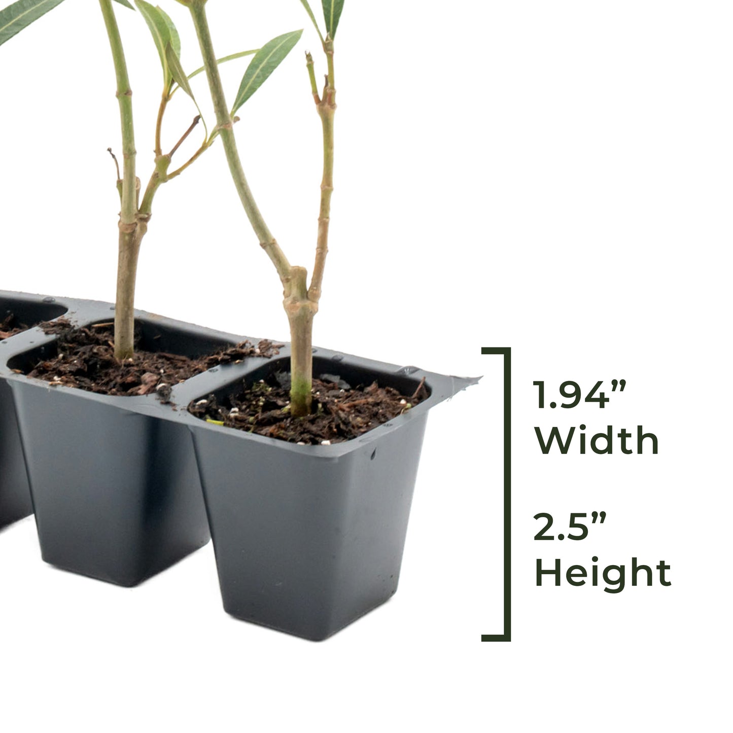 Dwarf Red Oleander | Live Plant in 2.5 Inch Nursery Cube | Nerium Oleander 'Dwarf Red'