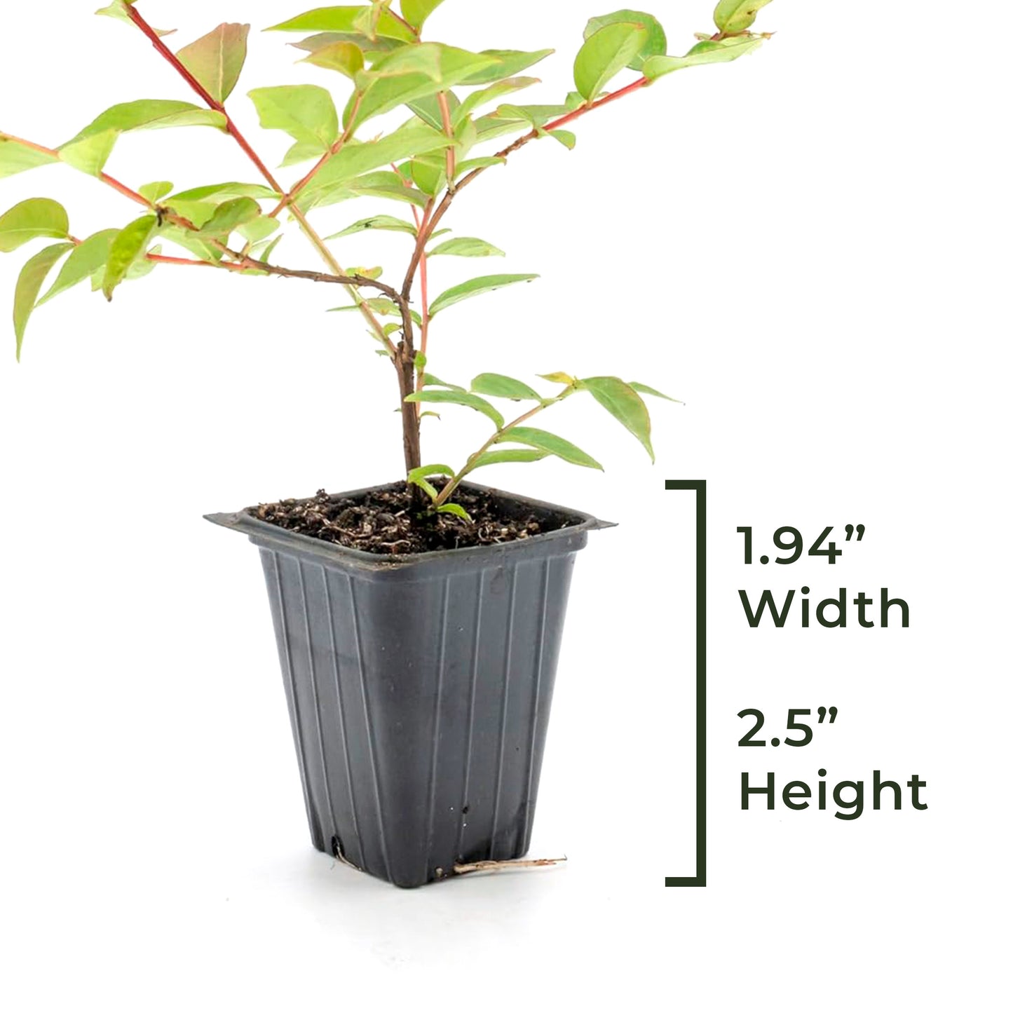 Dwarf Pink Crepe Myrtle Tree | Live Sapling in 2.5 Inch Nursery Cube | Lagerstroemia indica