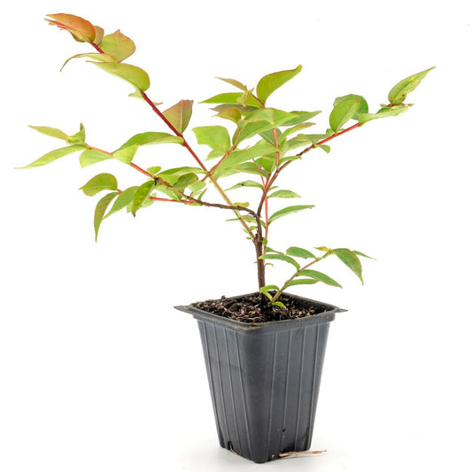 Dwarf Pink Crepe Myrtle Tree | Live Sapling in 2.5 Inch Nursery Cube | Lagerstroemia indica
