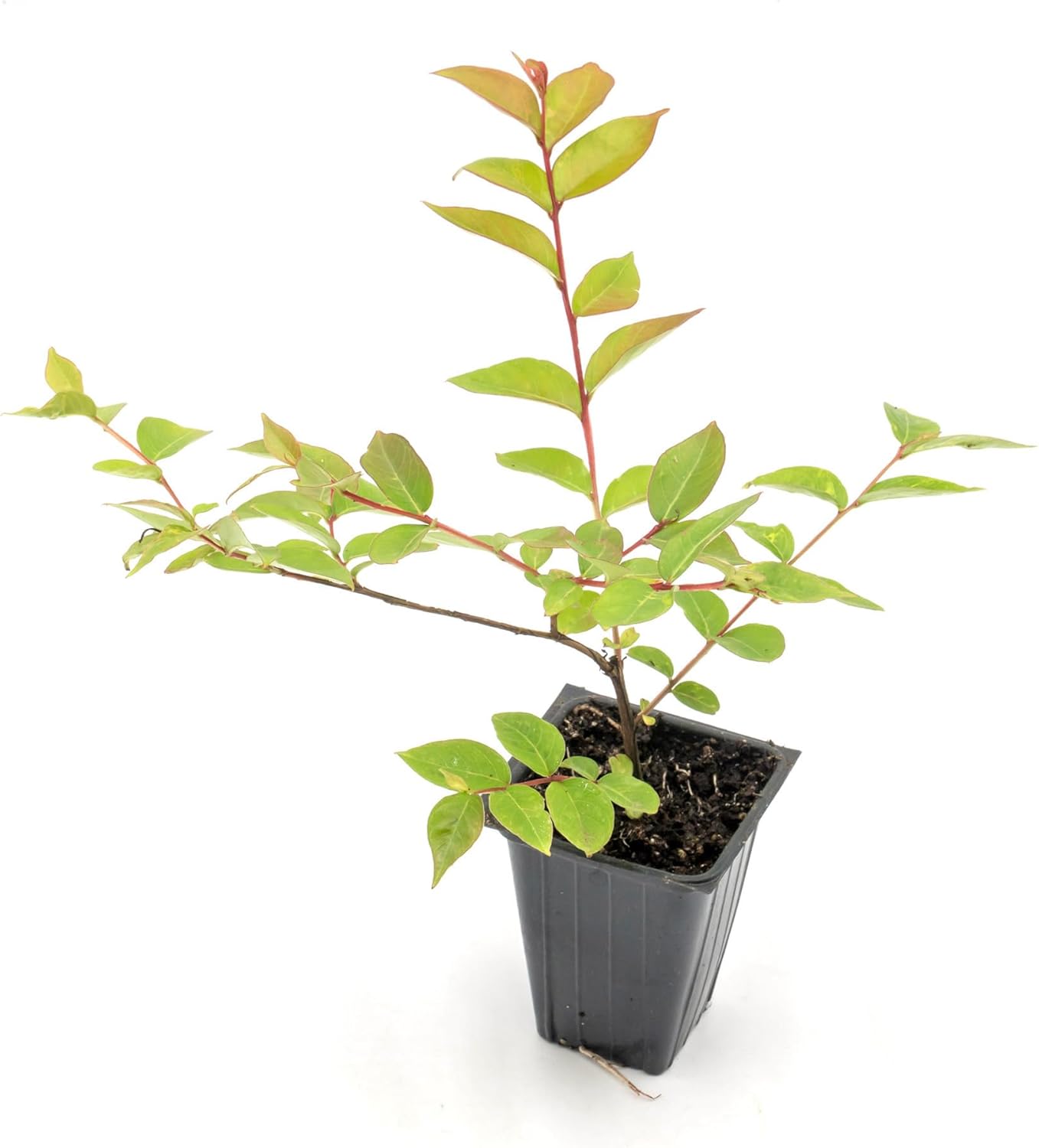 Dwarf Pink Crepe Myrtle Tree | Live Sapling in 2.5 Inch Nursery Cube | Lagerstroemia indica